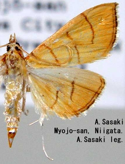 Ecpyrrhorrhoe auratalis Warren